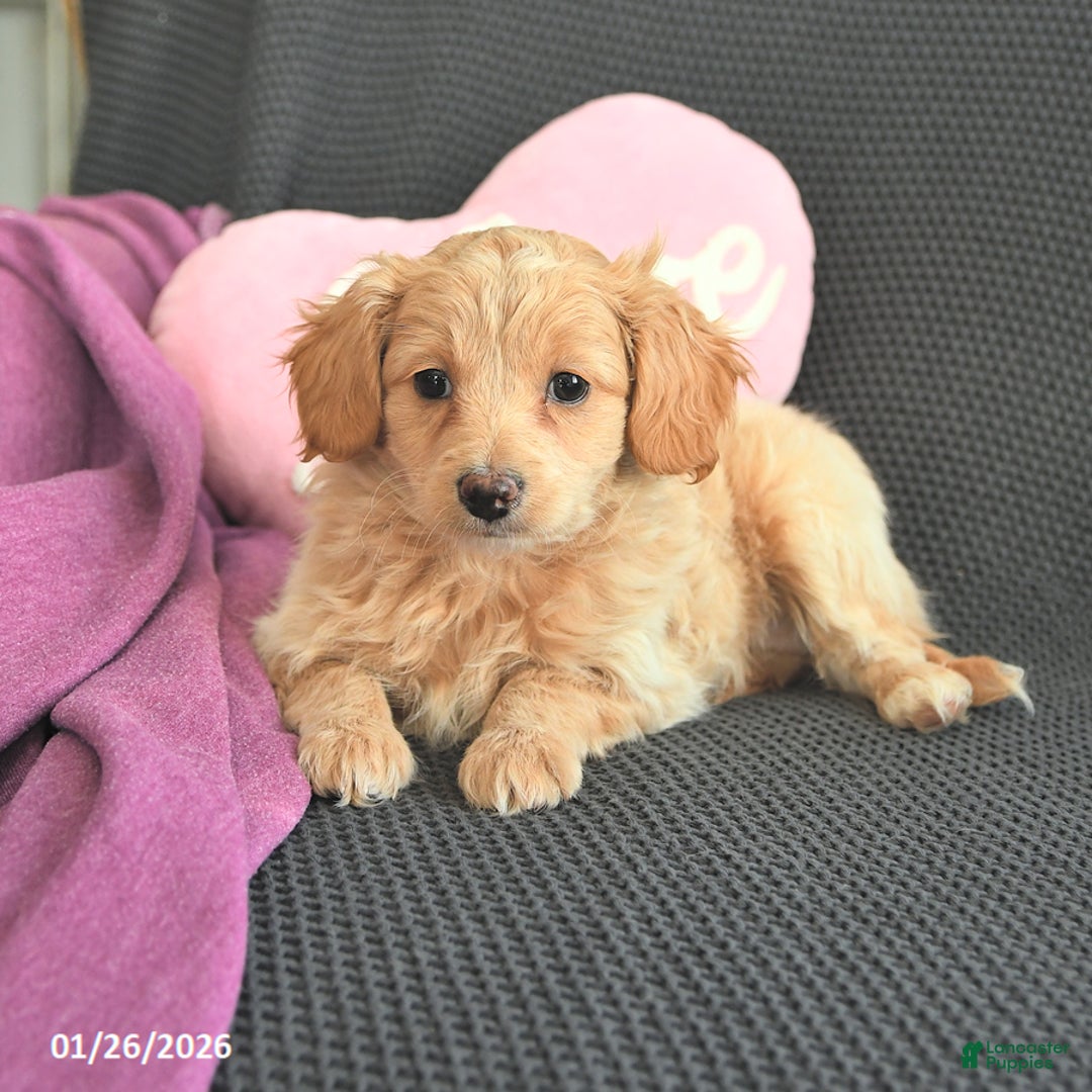 Mixed Breed dogs for sale: Joseph - Ad 3