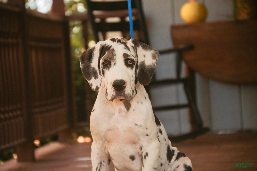 Great Dane dogs for sale: Blake Great Dane  - Ad 2