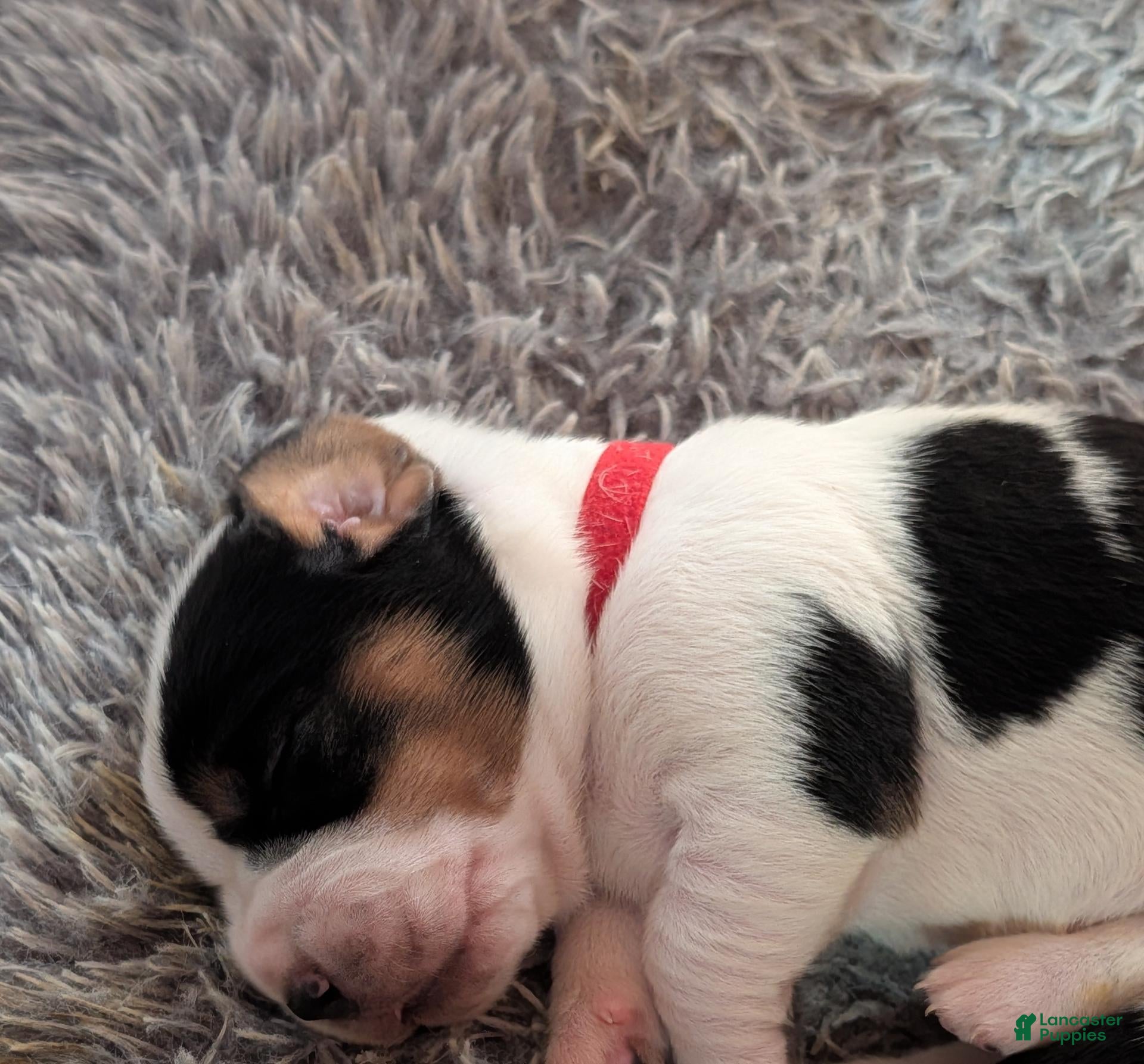 Basset Hound dogs Red (Maisie May) - Ad 1