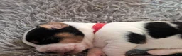 Basset Hound dogs for sale: Red (Maisie May) - Ad 1