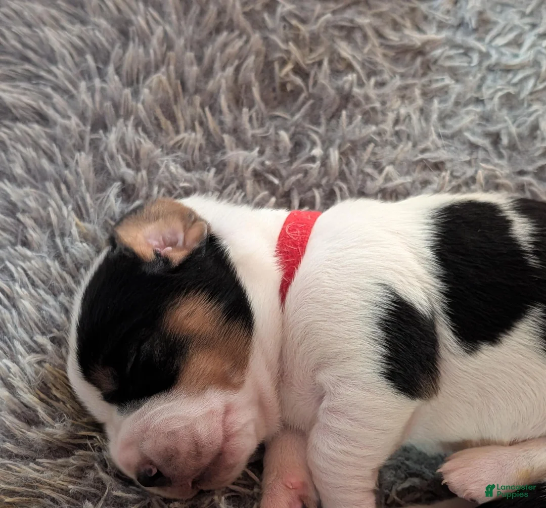 Basset Hound dogs for sale: Red (Maisie May) - Ad 1