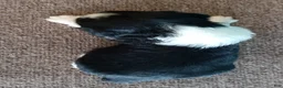 English Springer Spaniel dogs for sale: English Springer Spaniel Puppy 4 - Ad 2