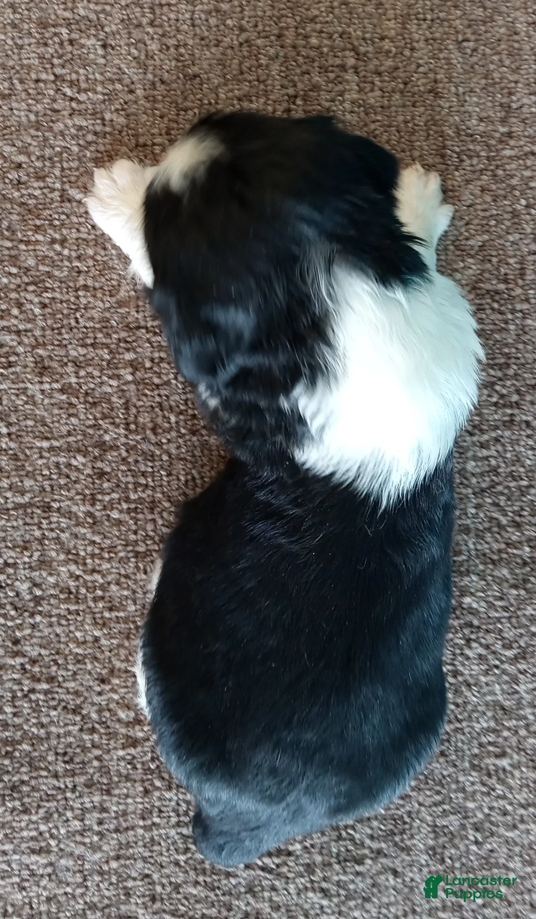English Springer Spaniel dogs for sale: English Springer Spaniel Puppy 4 - Ad 2