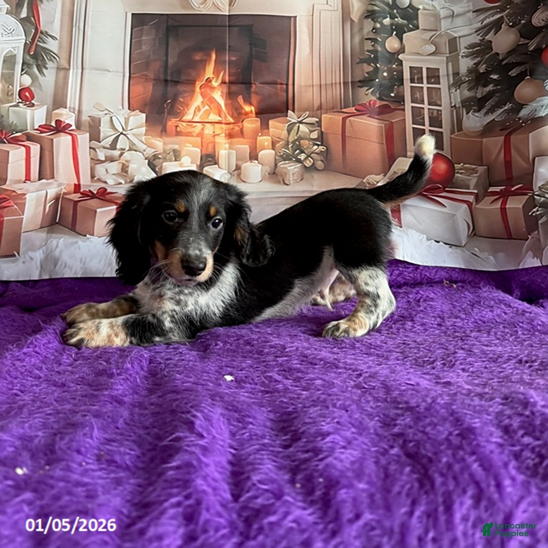 Miniature Dachshund dogs for sale: Charlie - Ad 4