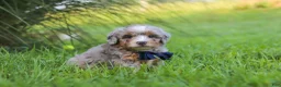 Mini Bernedoodle dogs for sale: Deadpool - Ad 4