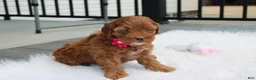 Cockapoo dogs for sale: Penny - Ad 5