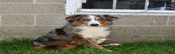 Australian Shepherd dogs for sale: Cooper - Ad 4