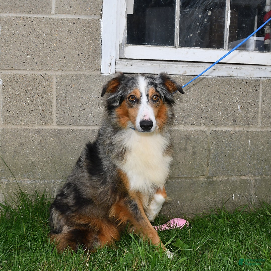 Australian Shepherd dogs for sale: Cooper - Ad 4