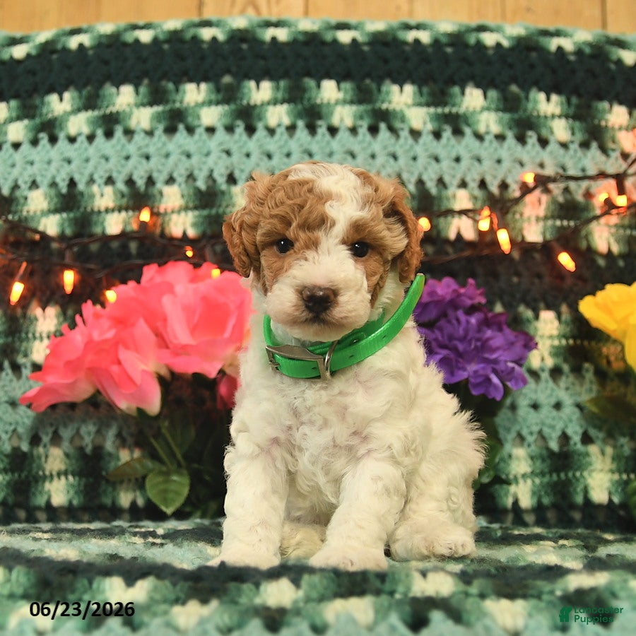 Mini Goldendoodle dogs Jolly Girl  - Ad 1