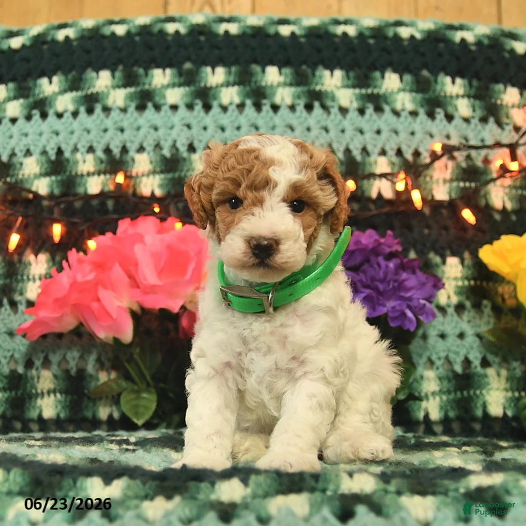 Mini Goldendoodle dogs for sale: Jolly Girl  - Ad 1