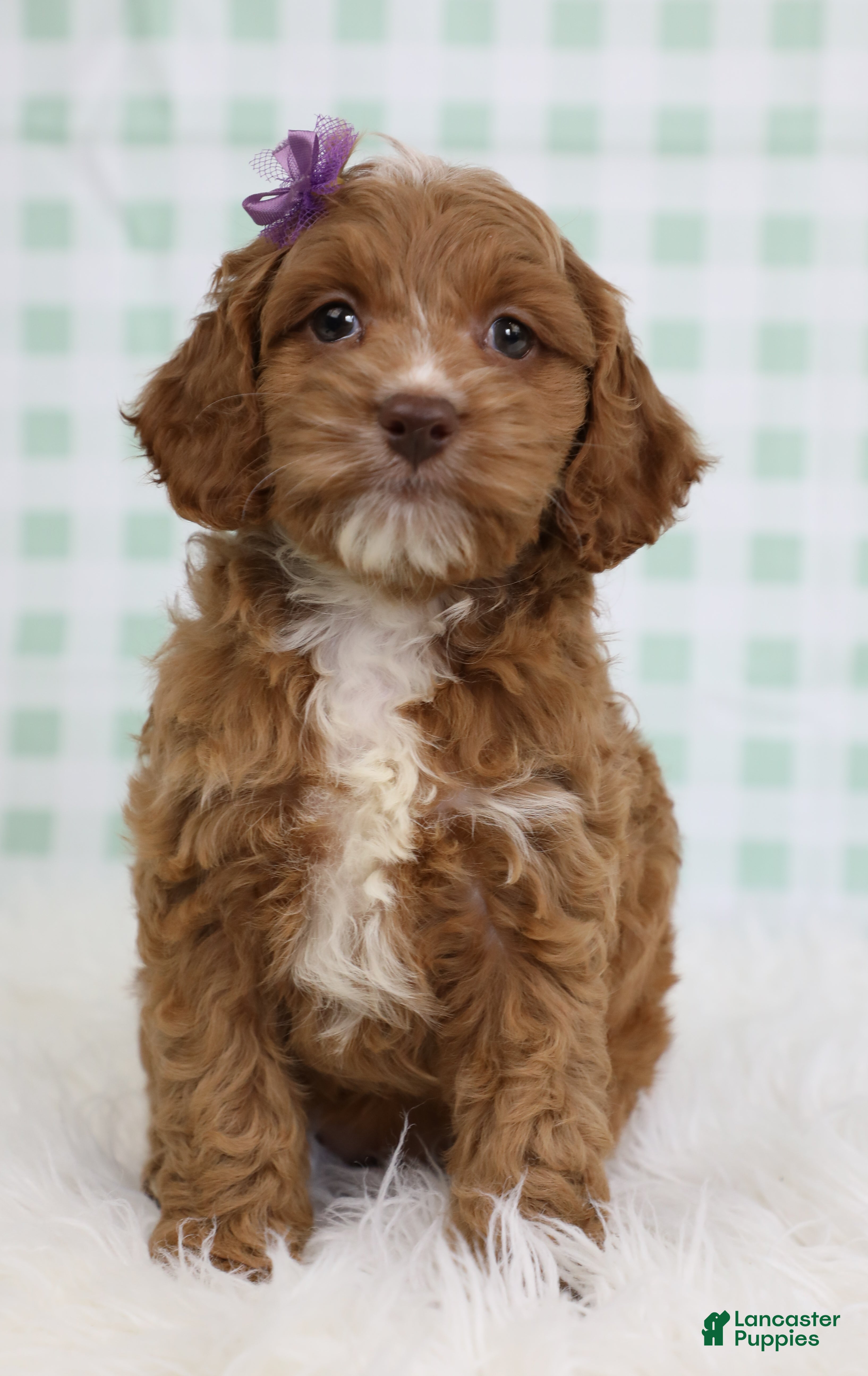 Cockapoo dogs for sale: Ariel 🐚 - Ad 1