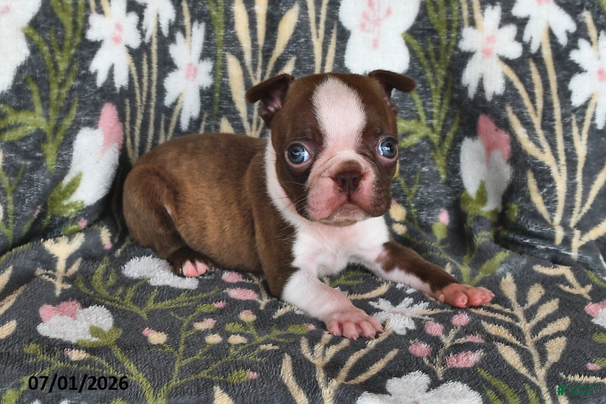 Boston Terrier dogs Heidi - Ad 1