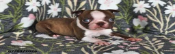Boston Terrier dogs for sale: Heidi - Ad 1