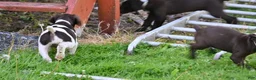 German Shorthaired Pointer dogs for sale: Buck - Ad 30