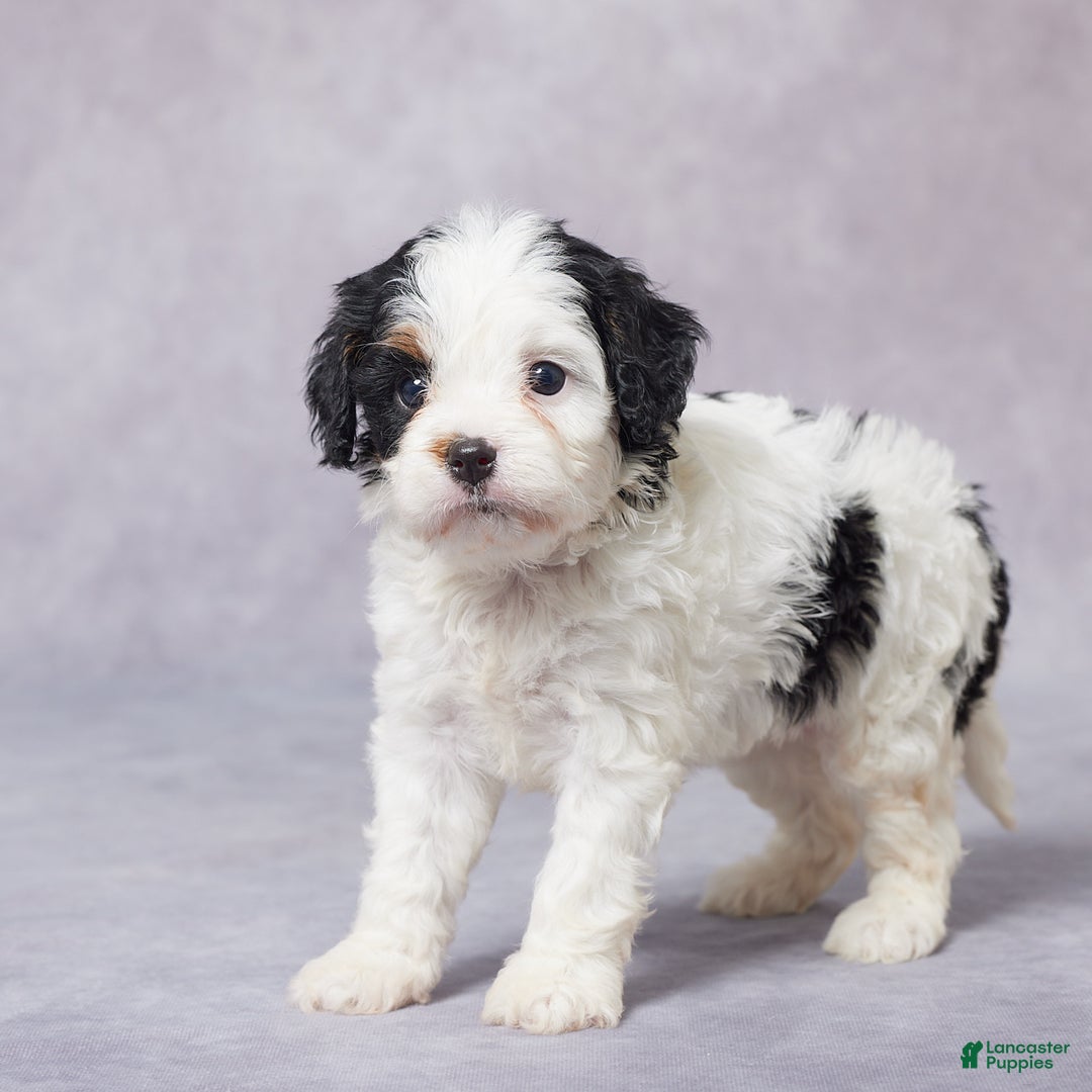 Cavapoo dogs for sale: Faye - Ad 7