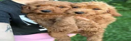 Mini Goldendoodle dogs for sale: Mini Goldendoodle 3 - Ad 7