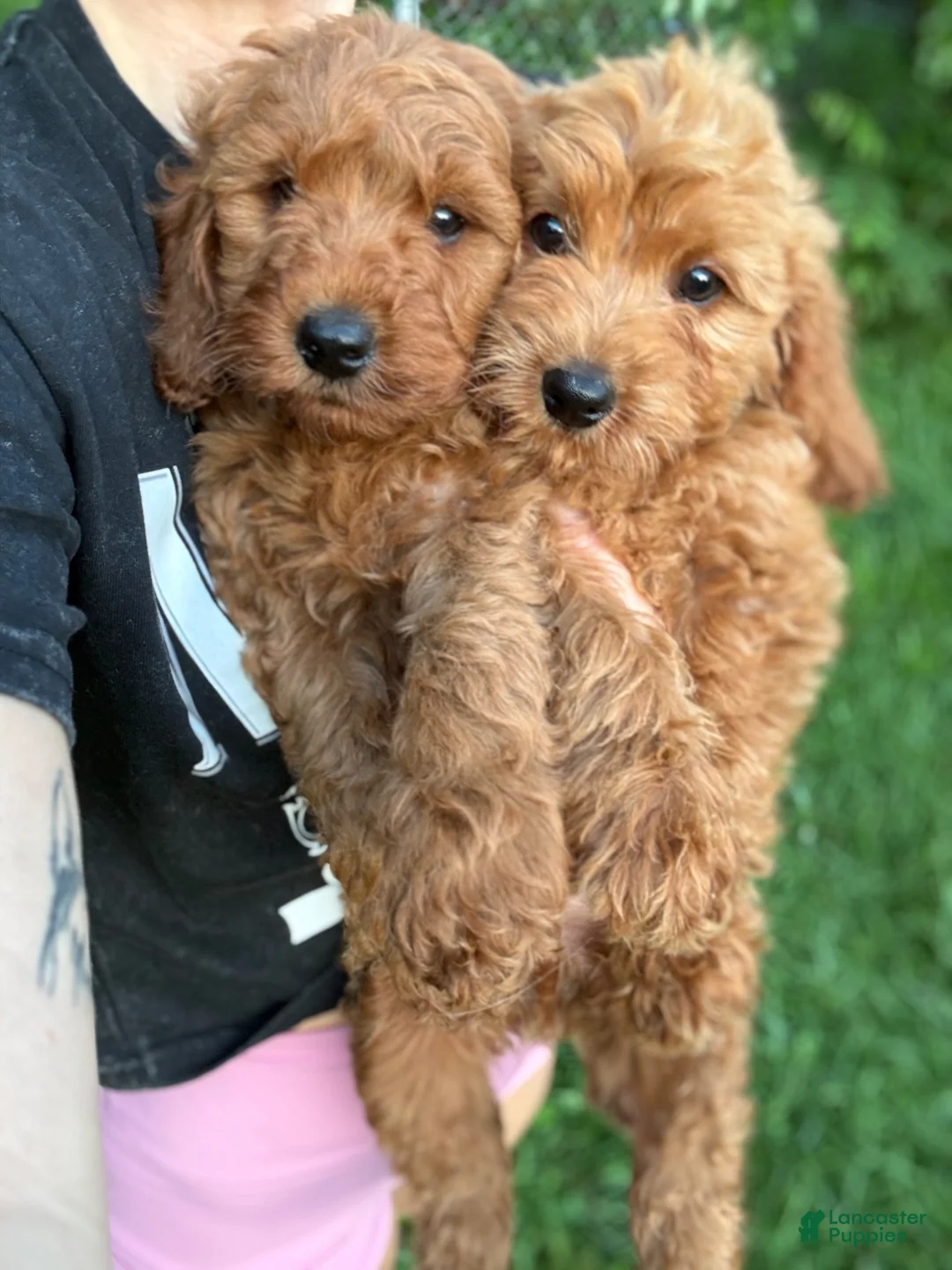 Mini Goldendoodle dogs for sale: Mini Goldendoodle 2 - Ad 7