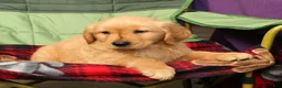 Golden Retriever dogs for sale: Ben - Ad 8
