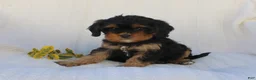 Cavapoo dogs for sale: Lexi - Ad 10