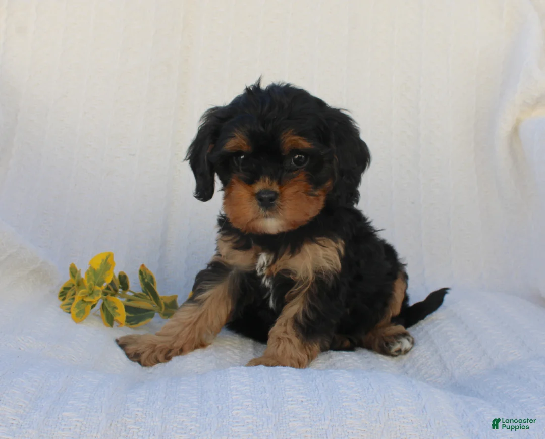 Cavapoo dogs for sale: Lexi - Ad 10