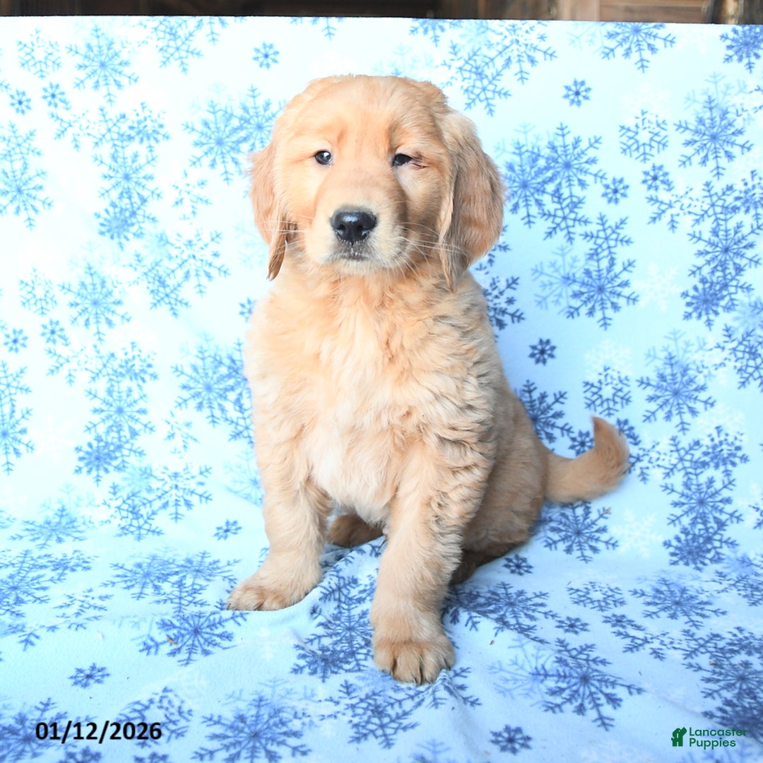 Golden Retriever dogs for sale: Paxton - Ad 2