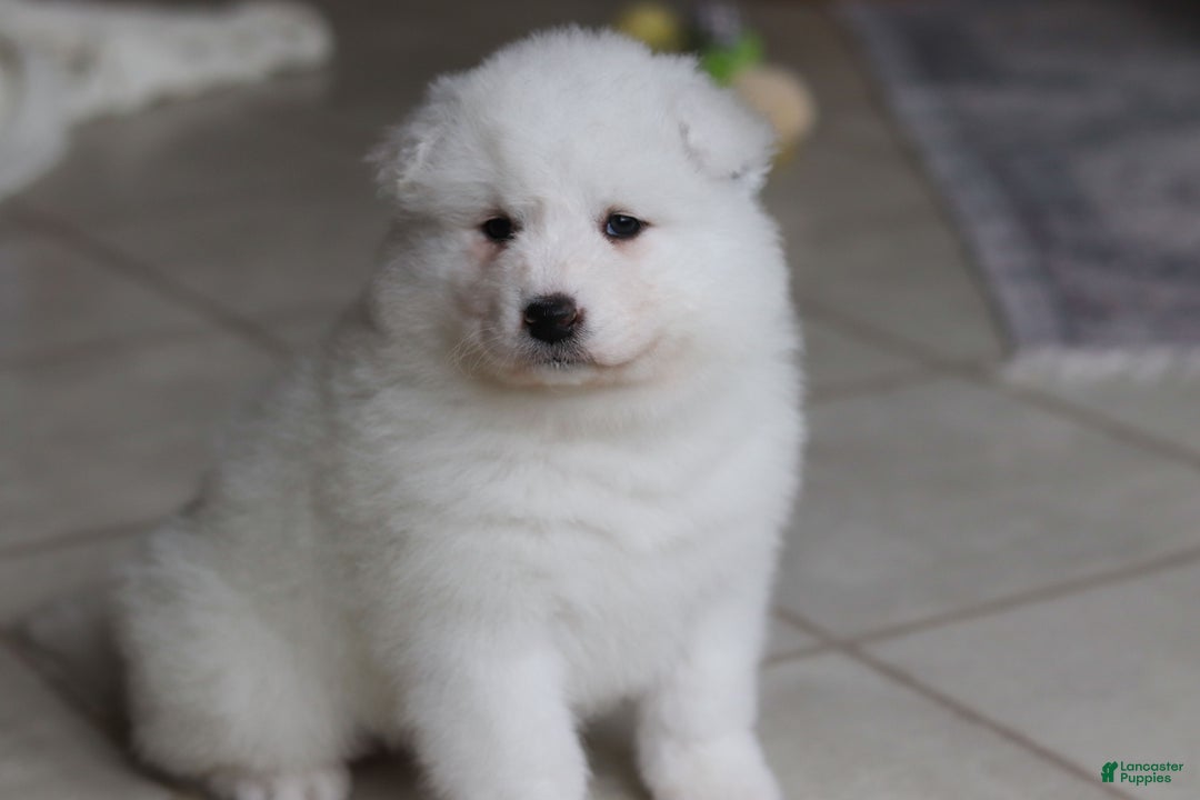 Samoyed dogs for sale: June - Ad 12