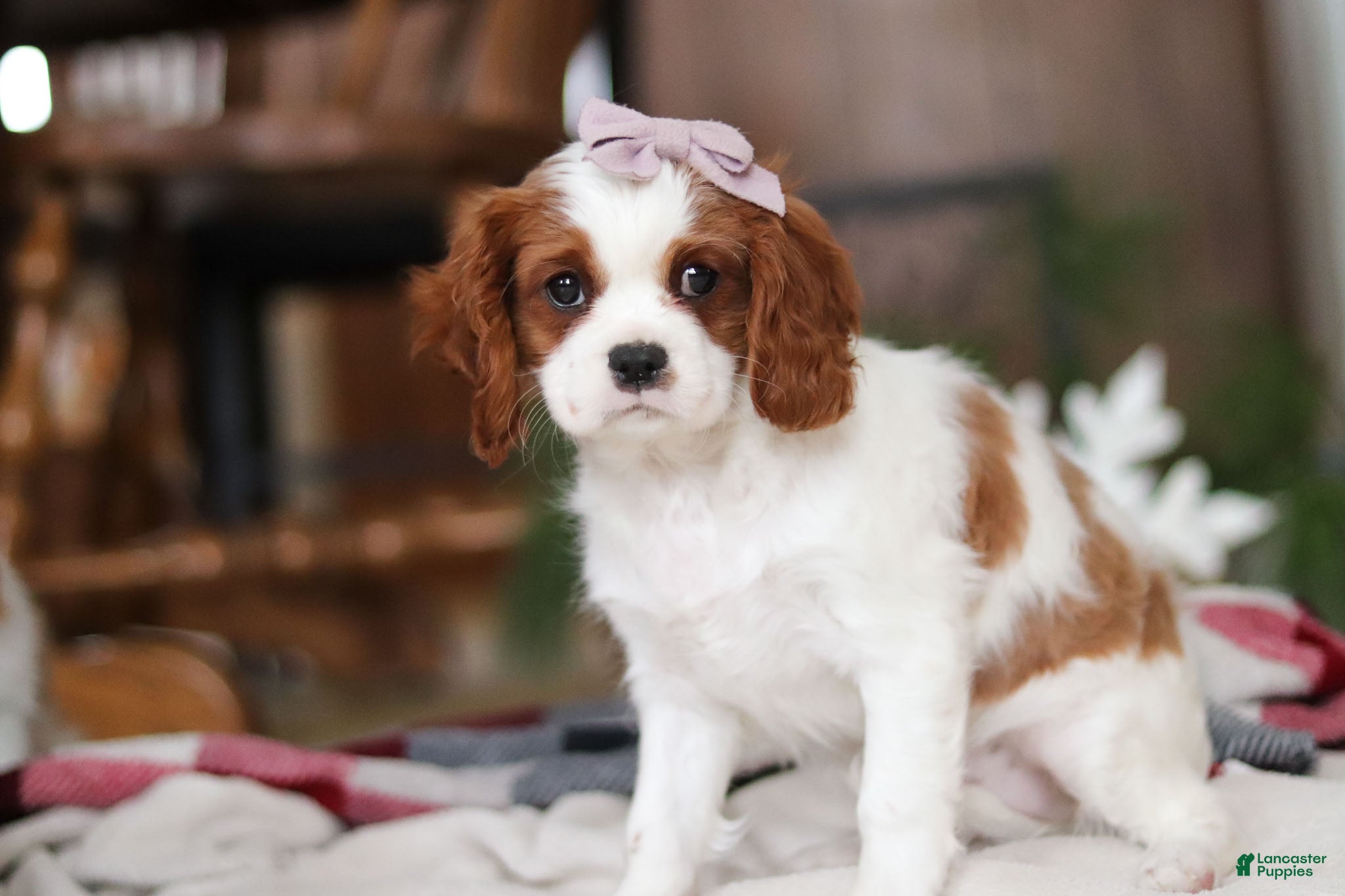 Cavalier King Charles Spaniel dogs Ivy - Ad 23