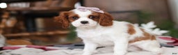 Cavalier King Charles Spaniel dogs for sale: Ivy - Ad 1