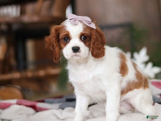 Cavalier King Charles Spaniel dogs Ivy - Ad 23