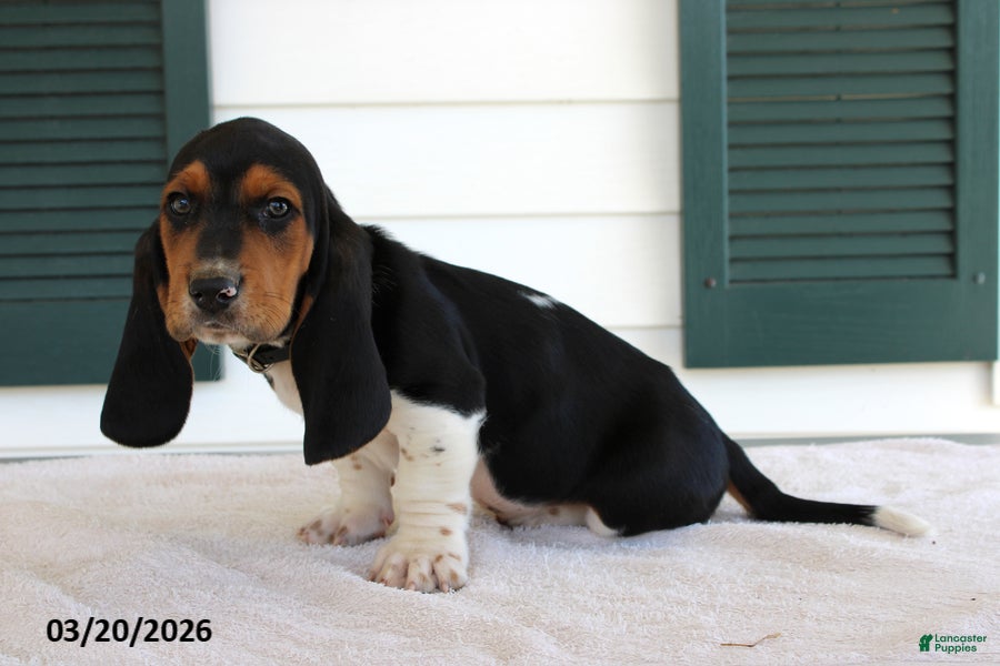 Basset Hound dogs Sarge - Ad 2