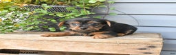 Yorkshire Terrier dogs for sale: Harvey - Ad 2