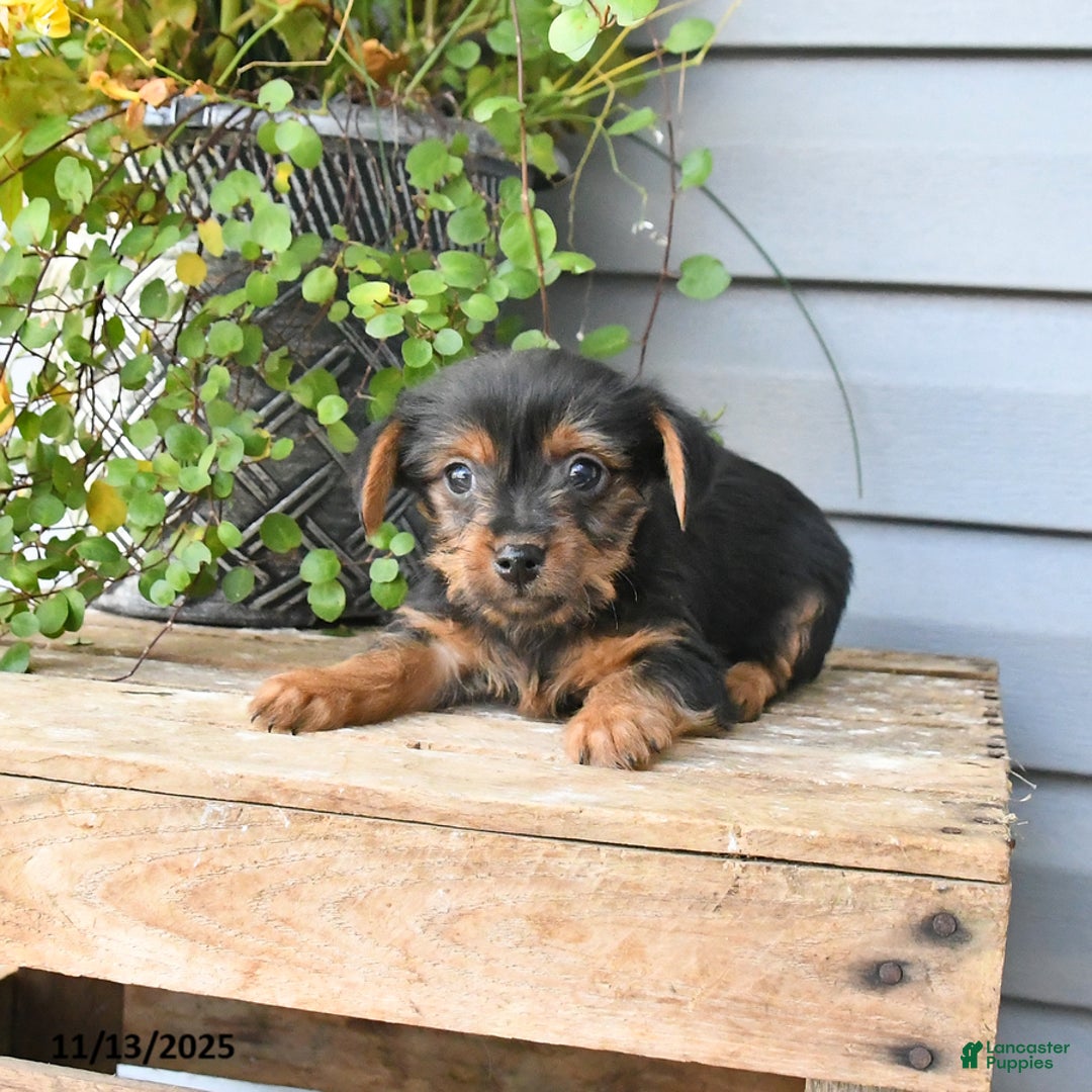 Yorkshire Terrier dogs for sale: Harvey - Ad 2