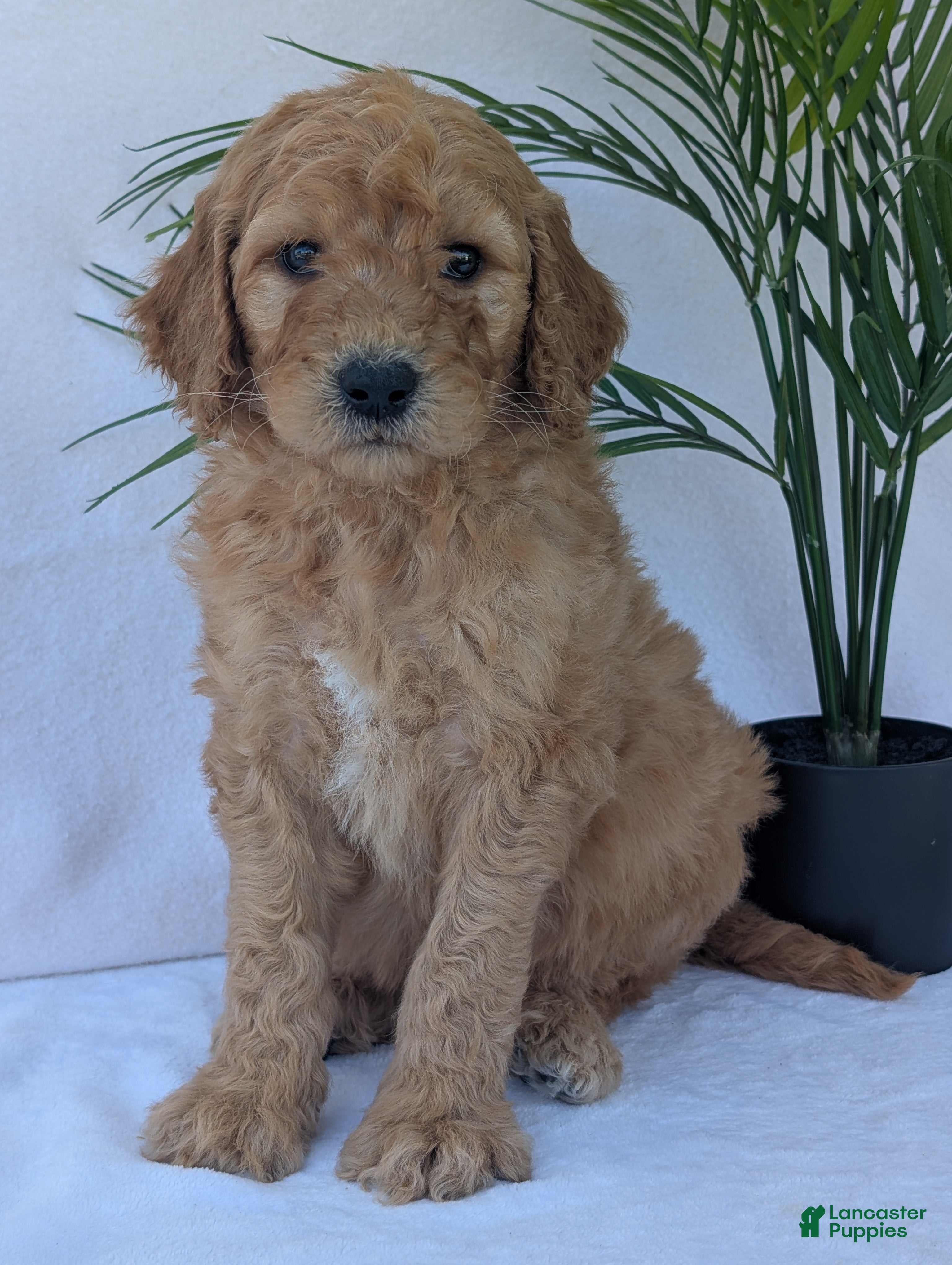 Goldendoodle dogs Charlie  - Ad 2