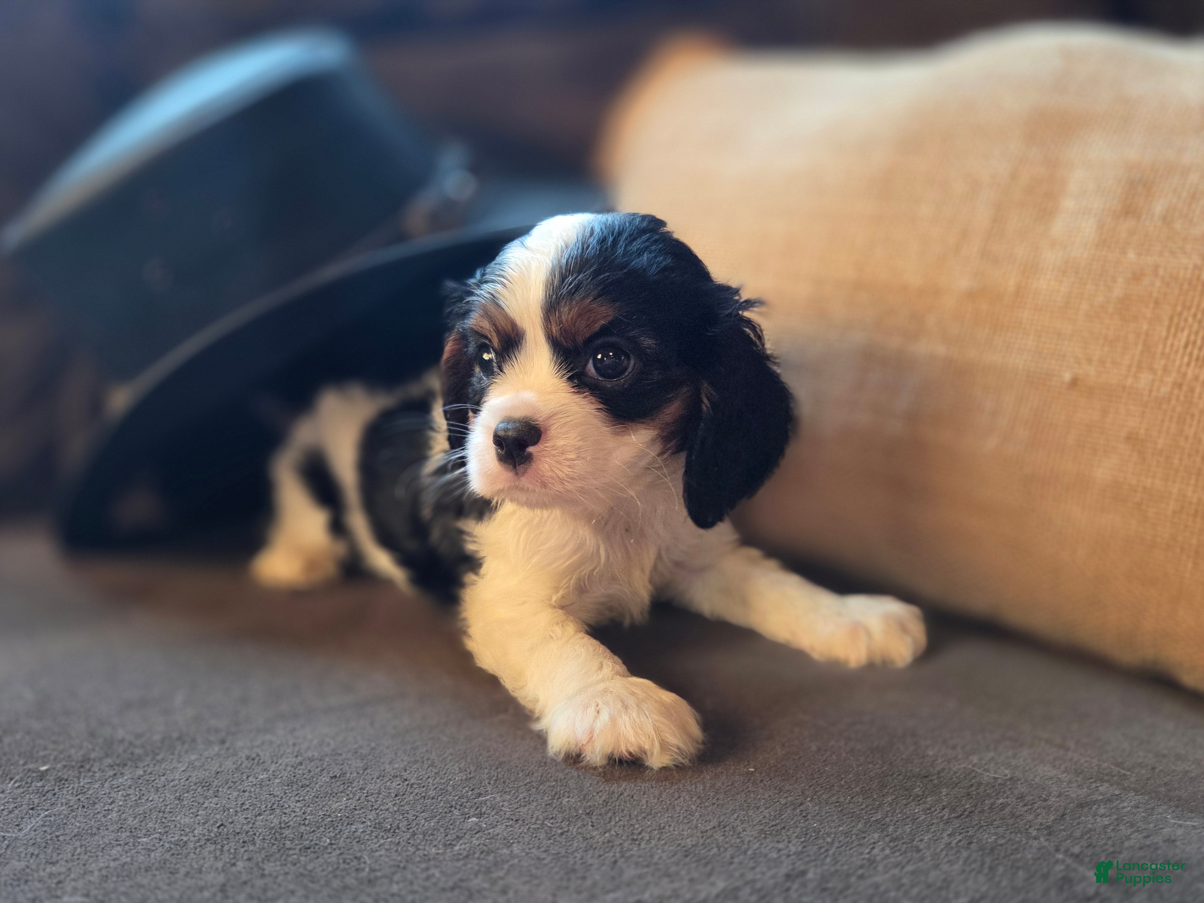 Cavalier King Charles Spaniel dogs Dior - Ad 2