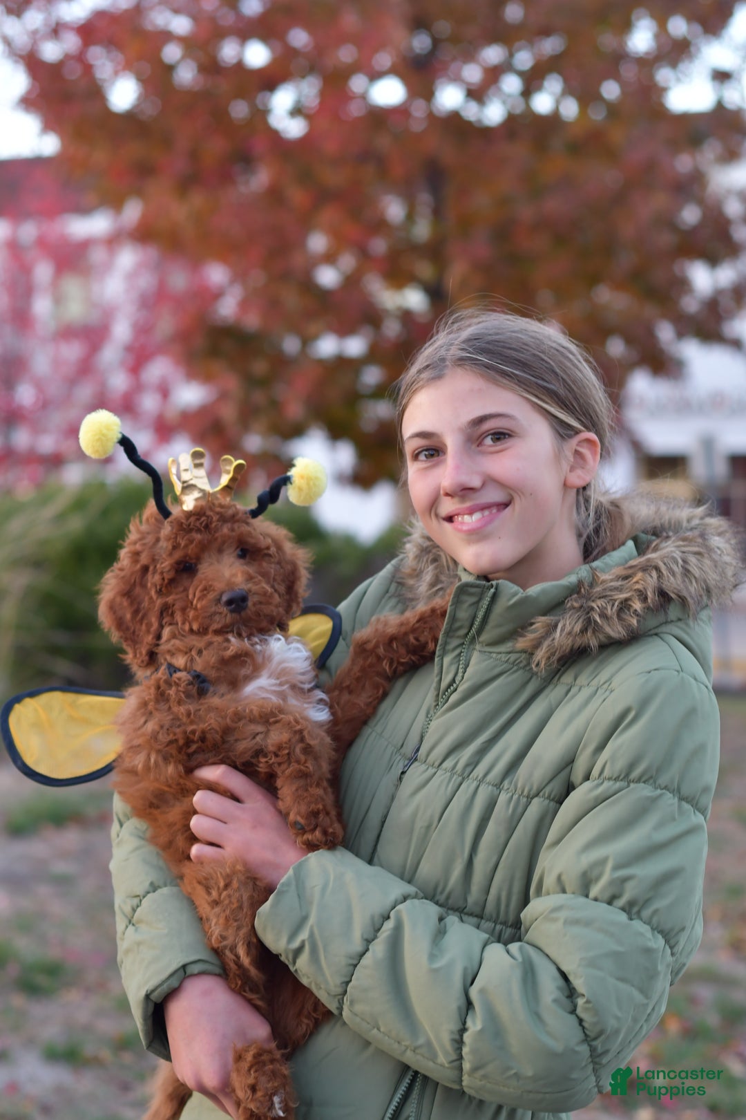 Standard Poodle dogs for sale: Clifford  - Ad 18