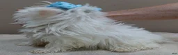 Maltese dogs for sale: 1.75 lbs  TEACUP - Ad 9