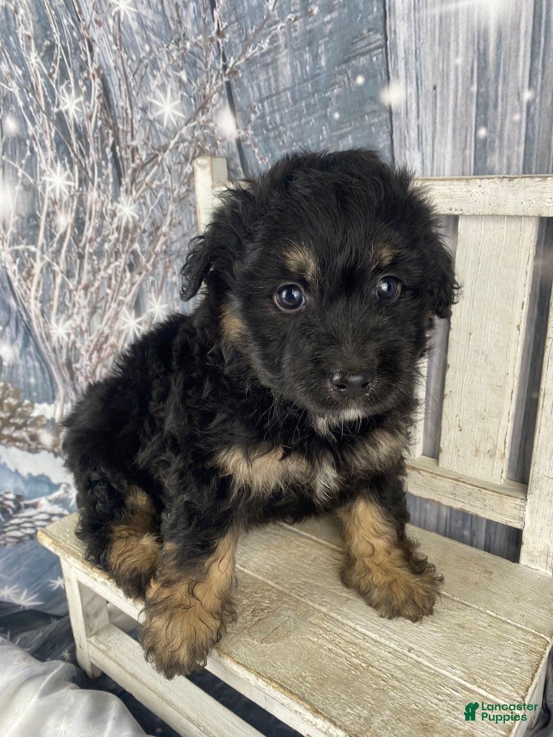 Mini Aussiedoodle dogs for sale: Ian - Ad 3