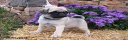 Pug dogs for sale: Spices - Ad 4