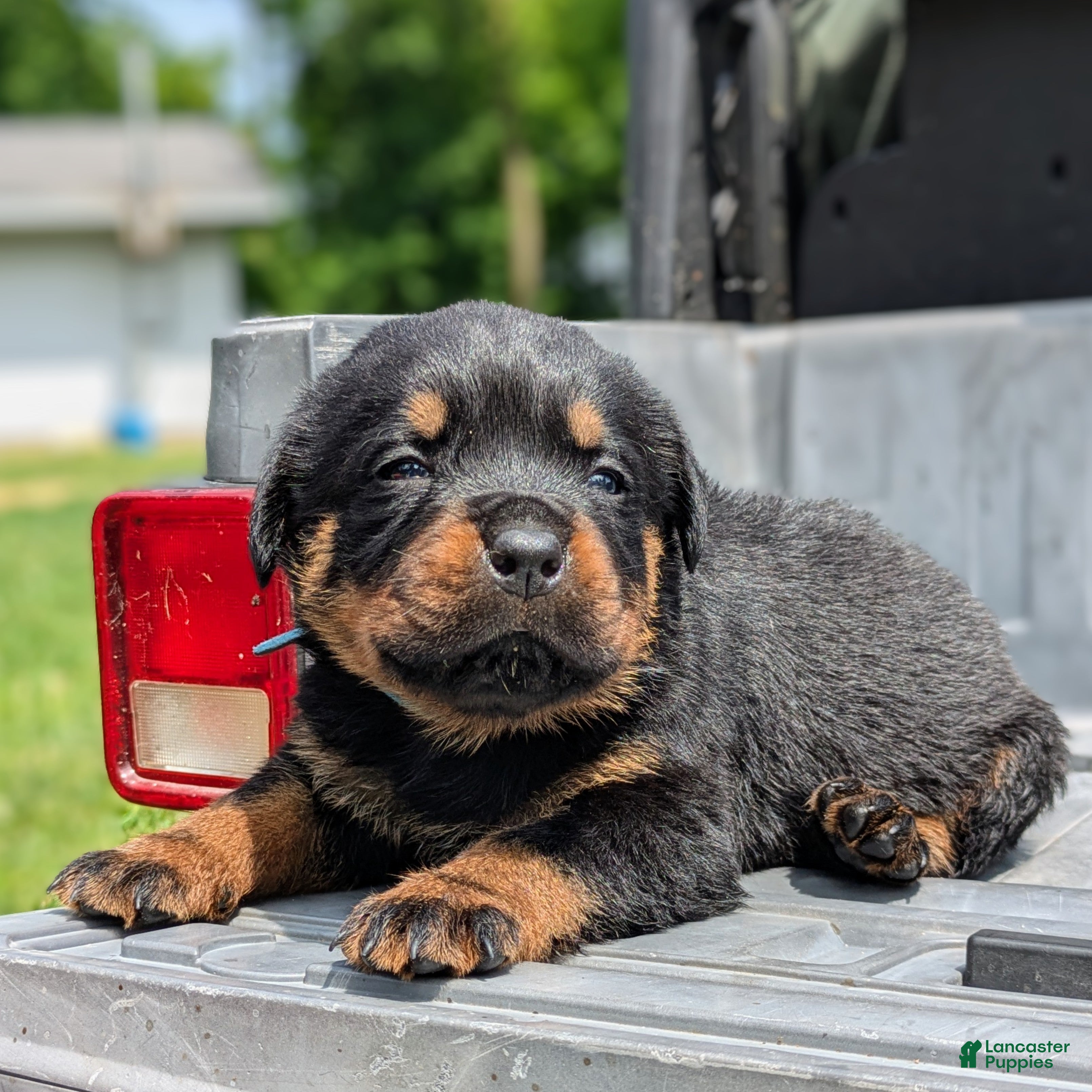 Rottweiler dogs Benz - Ad 2