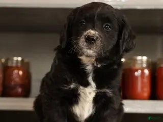 Mini Goldendoodle dogs Kate - Ad 2