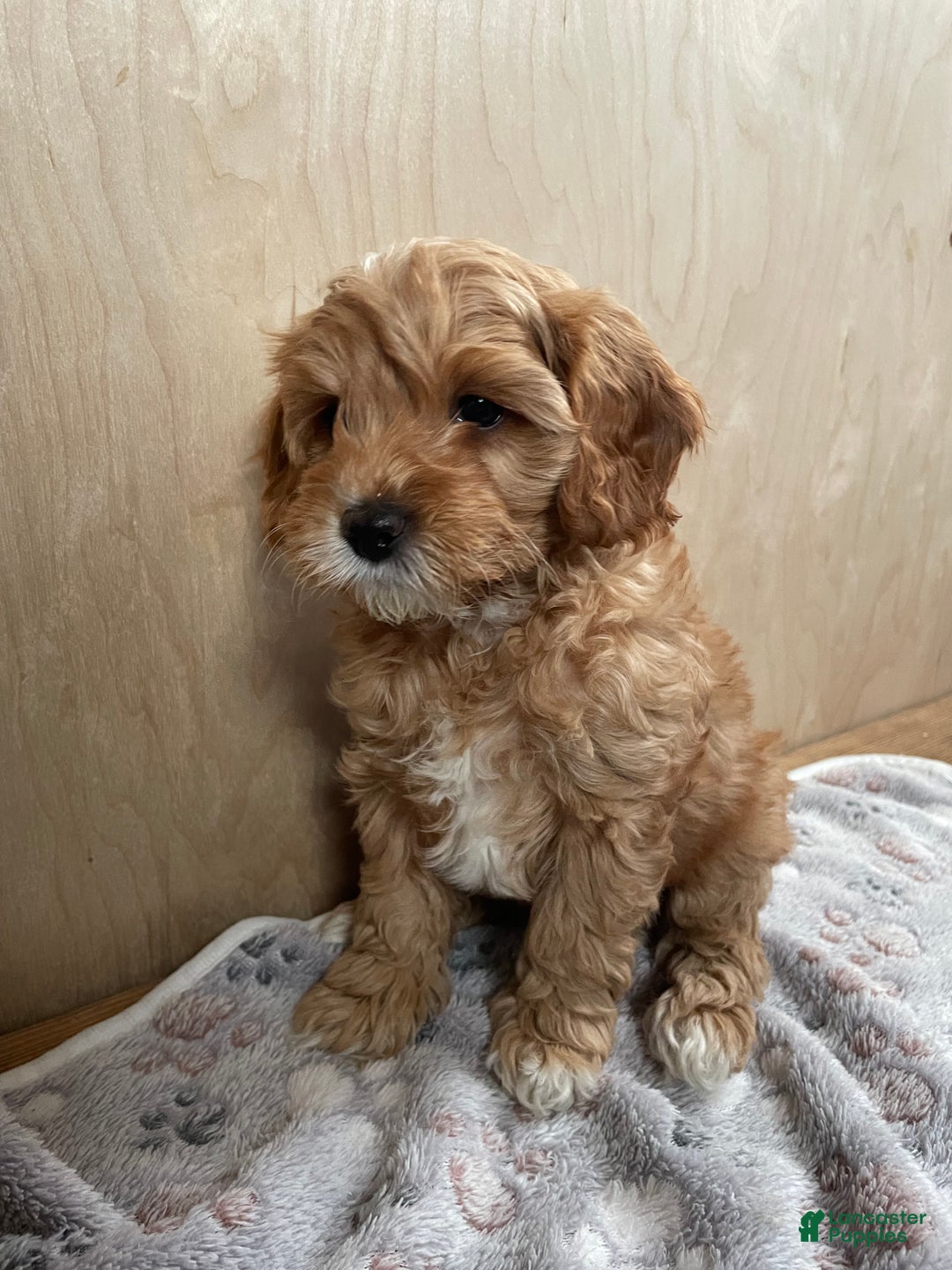 Cavapoo dogs for sale: Ava - Ad 4