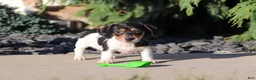 Dachshund dogs for sale: Holly - Ad 12