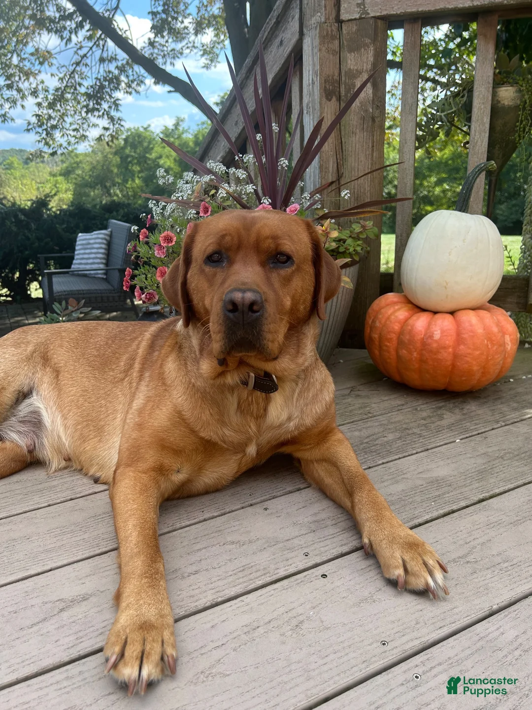 Labrador Retriever dogs for sale: Bailey - Ad 2