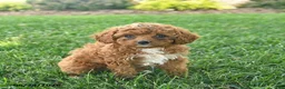 Cavapoo dogs for sale: Diamond  - Ad 2