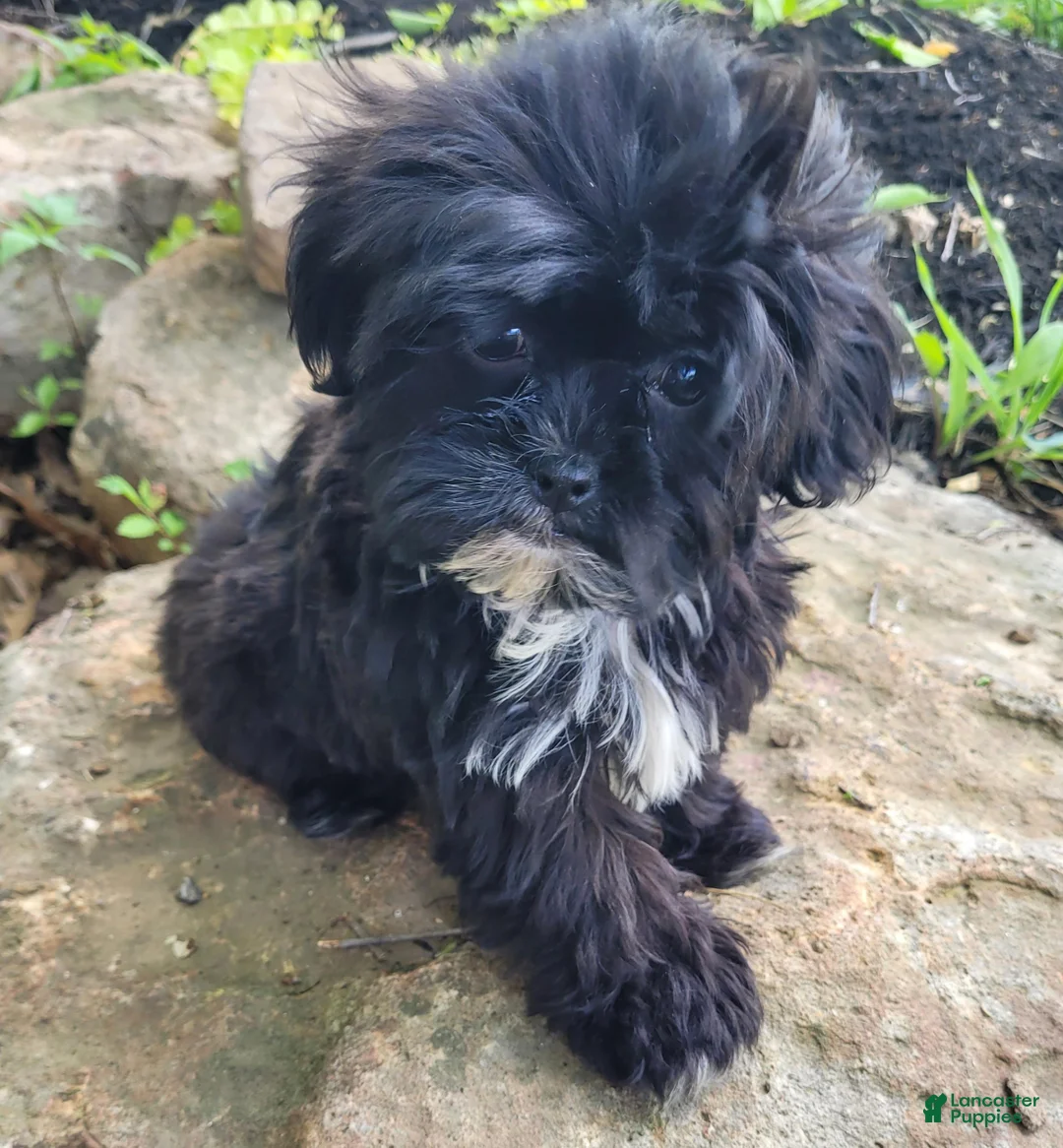 Shihpoo dogs for sale: Ted - Ad 9