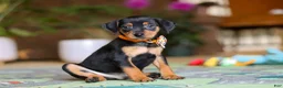 Miniature Pinscher dogs for sale: Ike - Ad 4