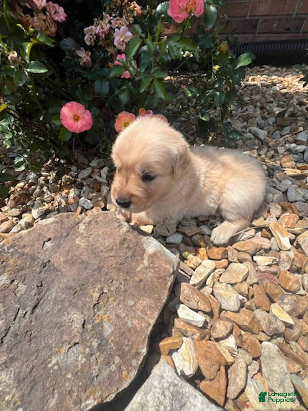 Golden Retriever dogs for sale: Ellie - Ad 2