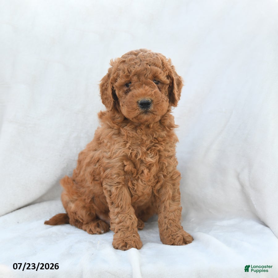 Mini Goldendoodle dogs Precious - Ad 1