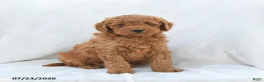 Precious