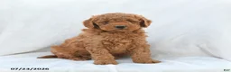 Mini Goldendoodle dogs for sale: Precious - Ad 1
